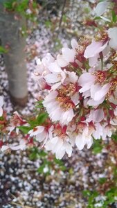 Free stock photo of bush, flowers, petals