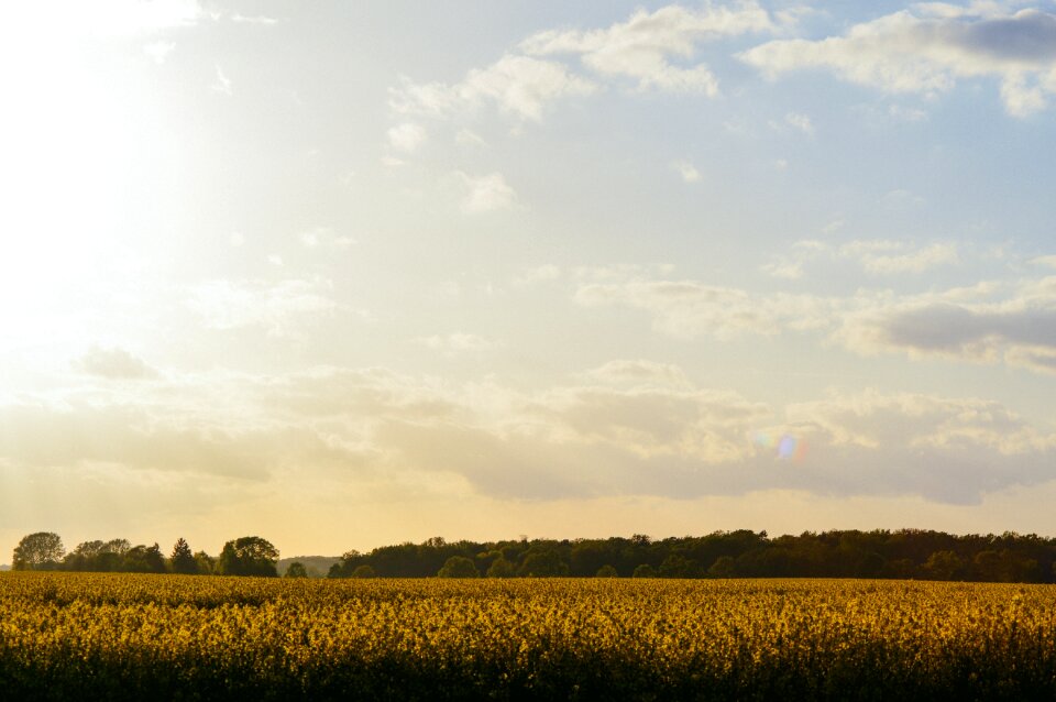 Yellow Flower Field