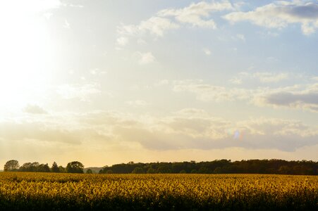 Yellow Flower Field