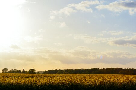 Yellow Flower Field photo