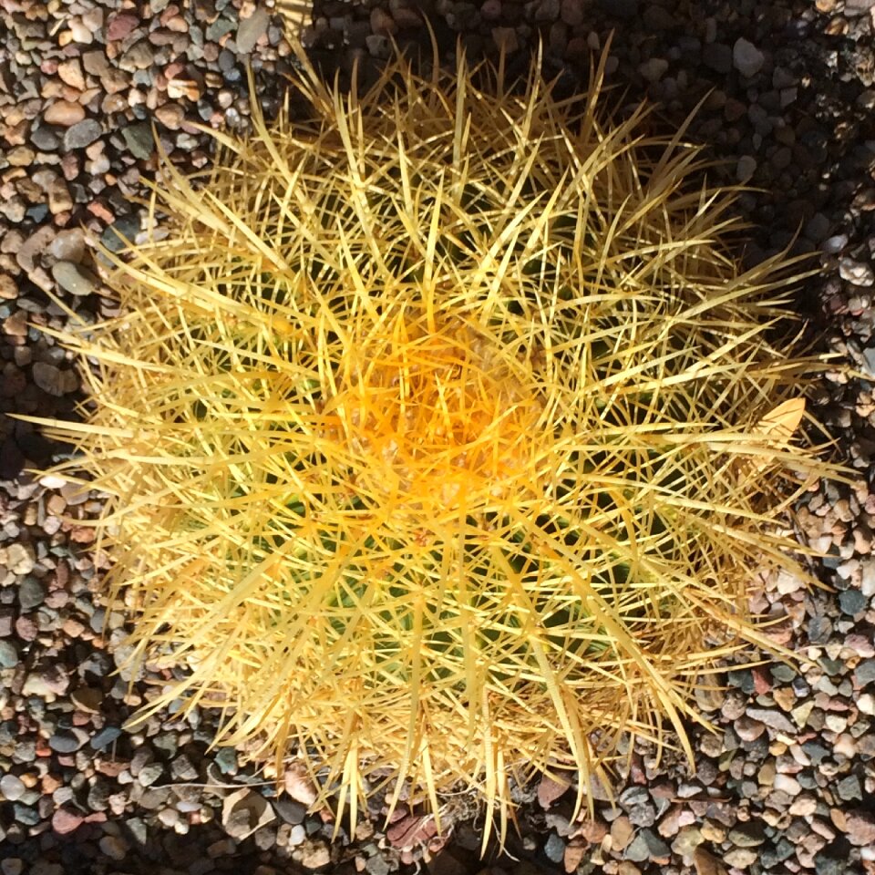 Free stock photo of barrel, cactus, xeroscape