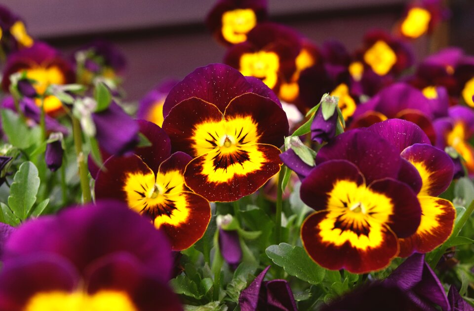Free stock photo of bratki, pansy