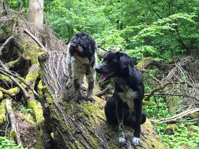 Free stock photo of dogs wood-faberpark