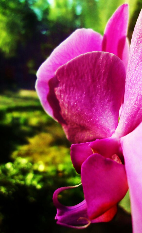 Free stock photo of flower, green, orchid