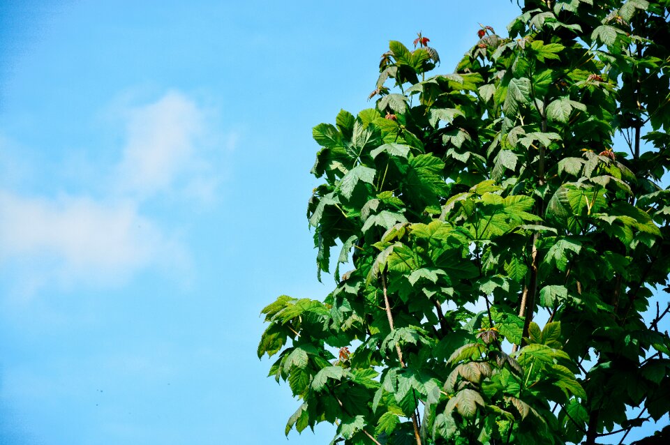 Free stock photo of sky, tree photo