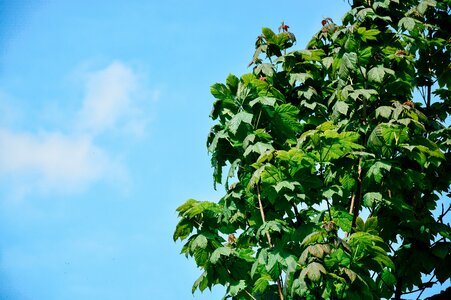Free stock photo of sky, tree