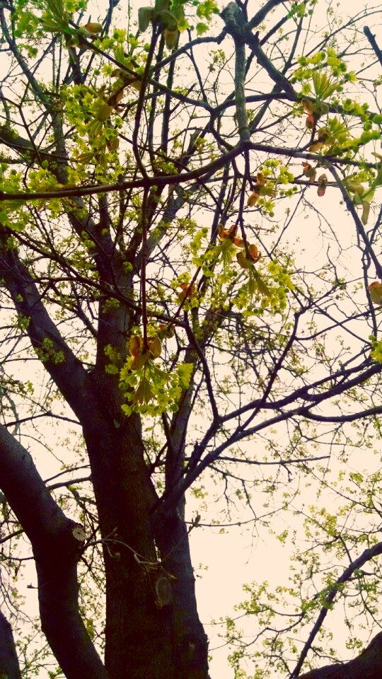 Free stock photo of buds, nature, trees