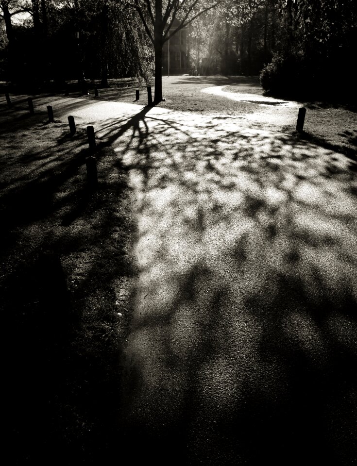 Free stock photo of park