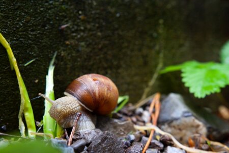 Free stock photo of animal, garden, macro photo