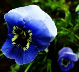 Free stock photo of blue, flowers, pansies photo