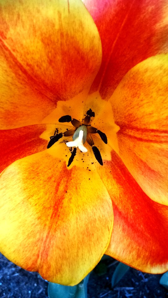 Free stock photo of bloom, flower, petals
