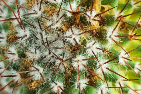 Free stock photo of cactus, spikes photo