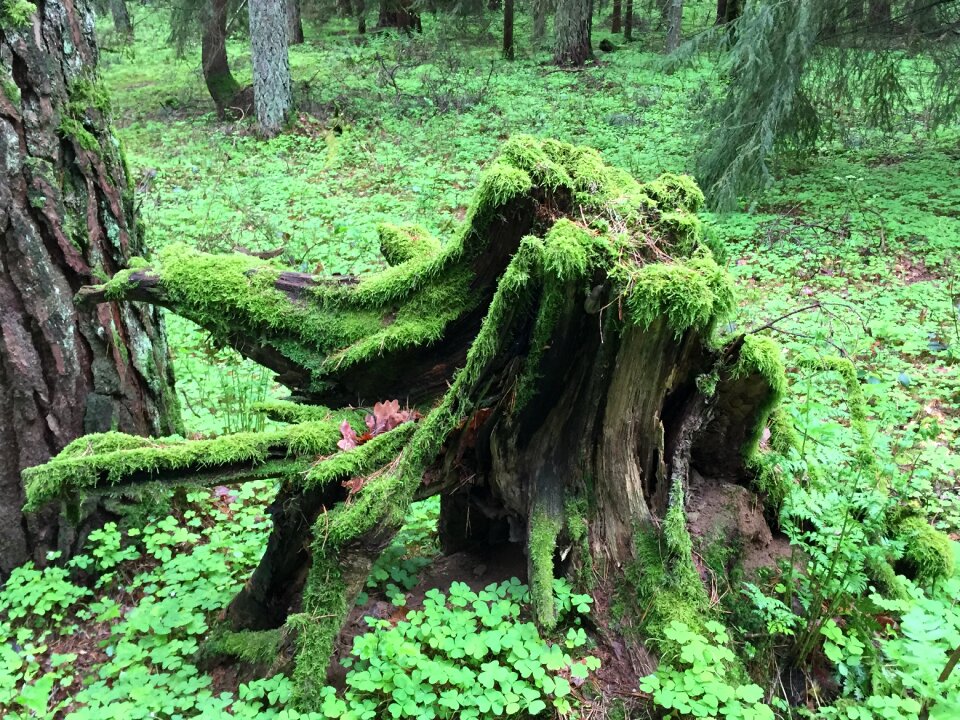 Free stock photo of wald wurzel-kleeblatter