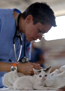 Doctor fur cat photo