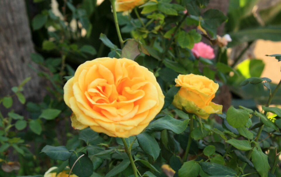 Free stock photo of flowers, roses