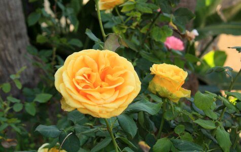 Free stock photo of flowers, roses