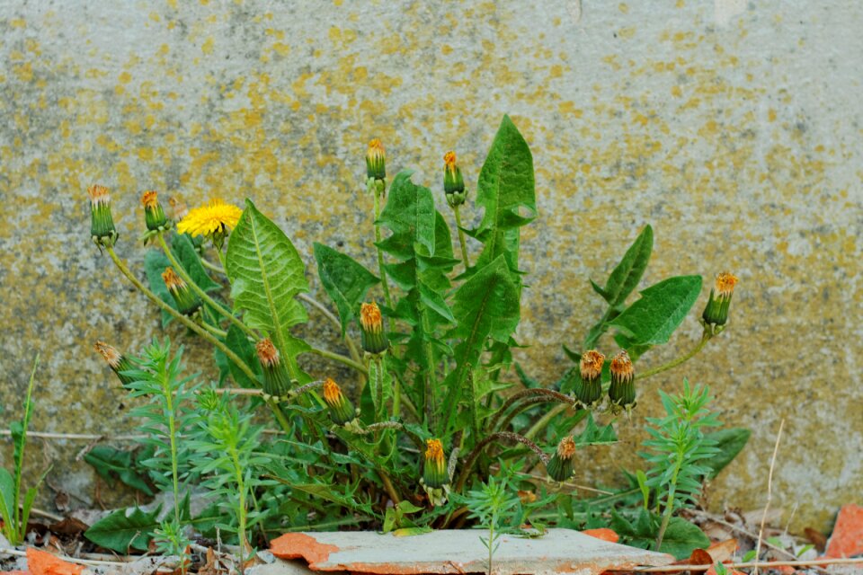 Free stock photo of flowers, sonchus, yellow