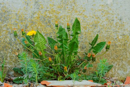 Free stock photo of flowers, sonchus, yellow