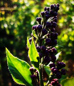 Free stock photo of flowers, garden, lilac photo