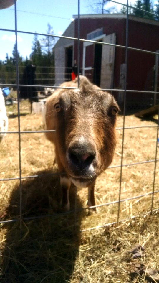 Free stock photo of animal, goat, pet