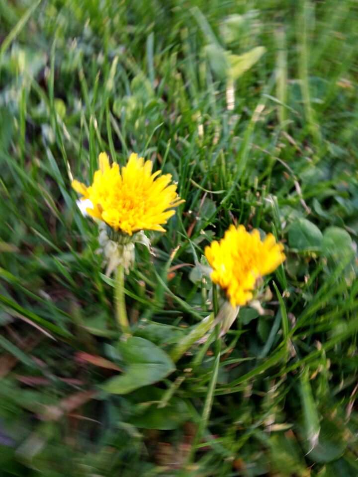 Free stock photo from Tookapic