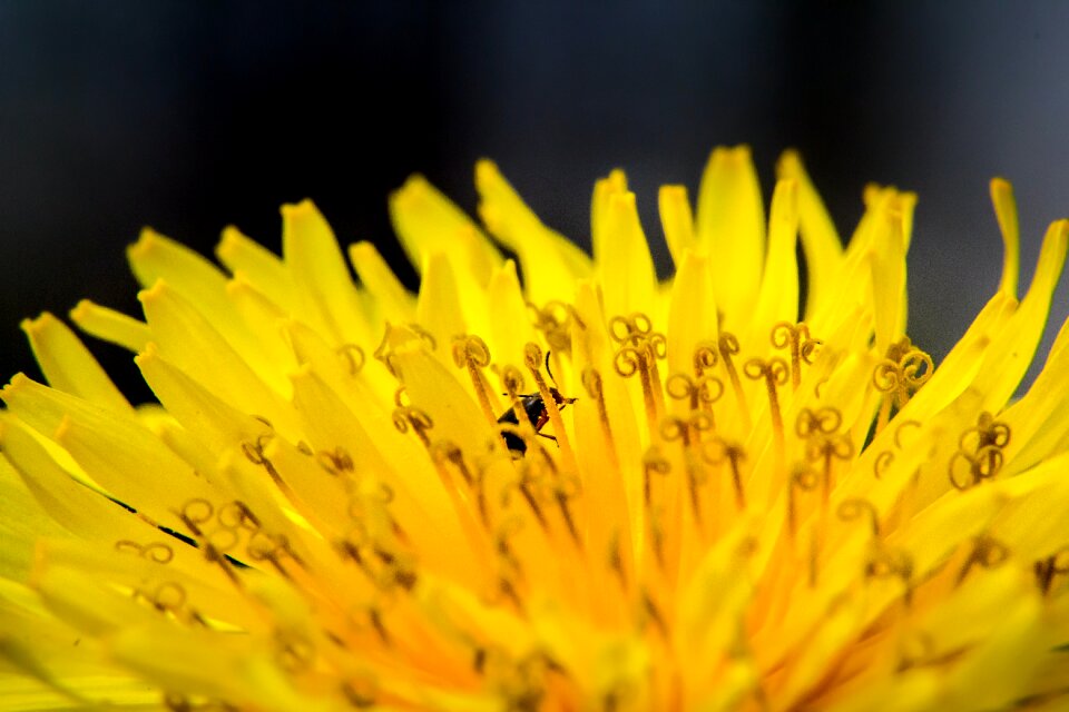 Free stock photo from Tookapic