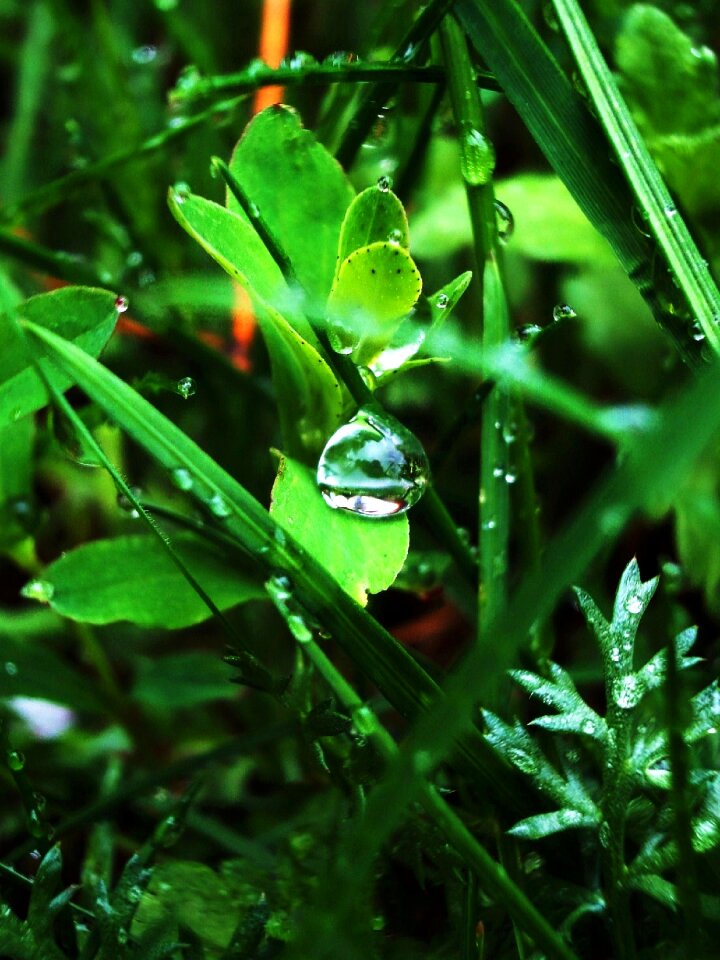 Free stock photo of drops, grass, green
