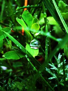 Free stock photo of drops, grass, green photo