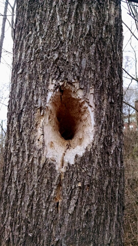 Free stock photo of nature, tree