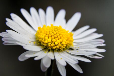 Free stock photo from Tookapic