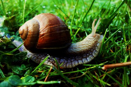 Brown Snail on Green Grass at Daytime photo