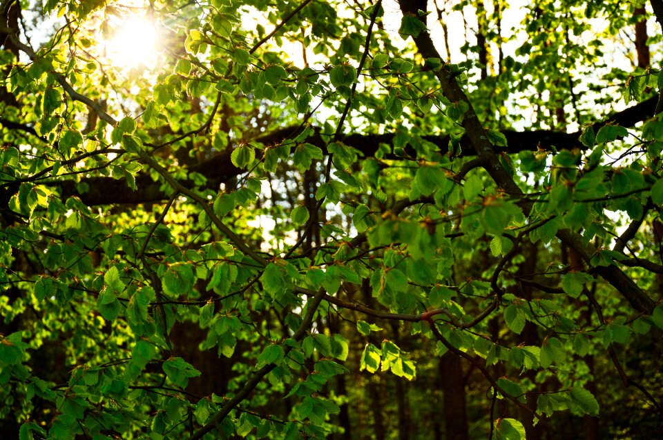 Free stock photo from Tookapic