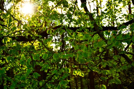 Free stock photo from Tookapic