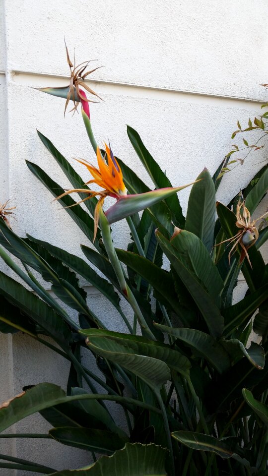 Free stock photo of flowers