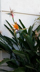 Free stock photo of flowers