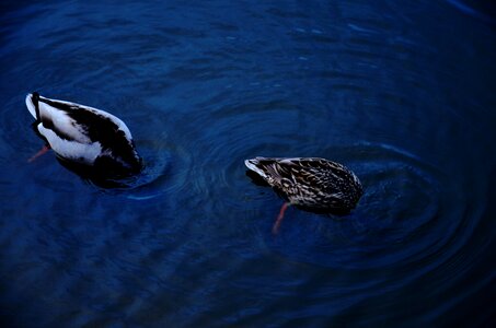 Free stock photo from Tookapic