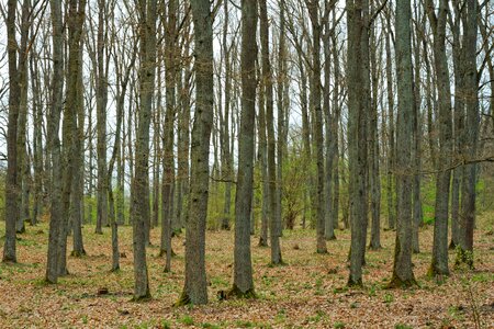Free stock photo of forest, trees