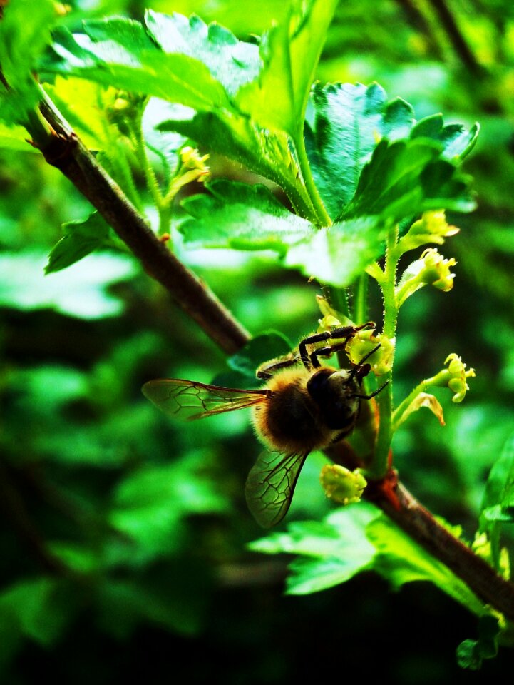 Free stock photo of bee, flowers, green