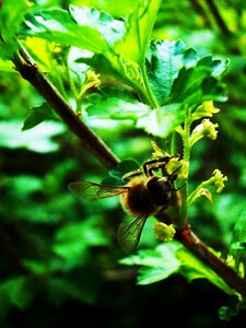 Free stock photo of bee, flowers, green photo