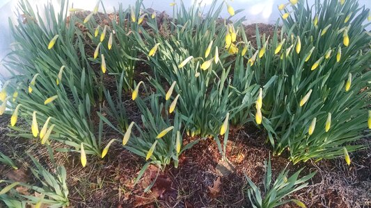 Free stock photo of bud, daffodil, flower photo