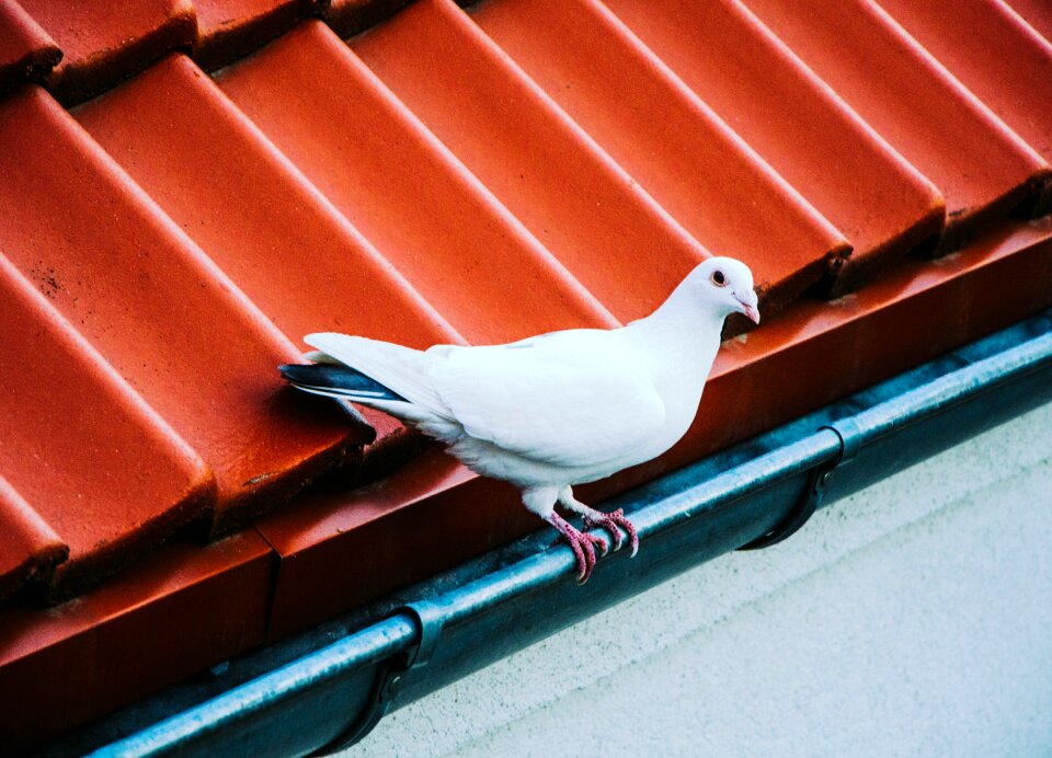 Free stock photo from Tookapic