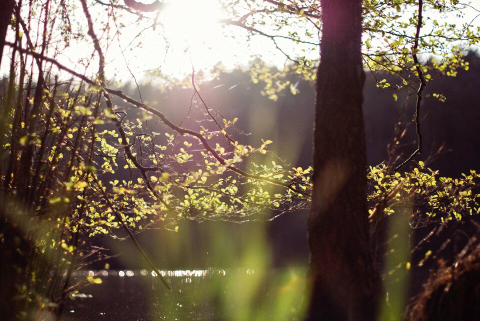 Free stock photo of forrest, kuznik, landscape