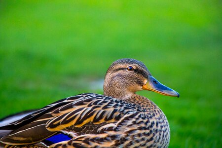 Brown Black and White Duck Sitting on Green Grass Field photo