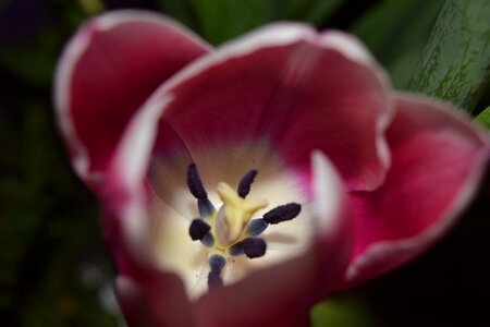 Free stock photo from Tookapic