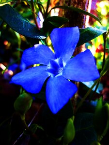 Free stock photo of blue, flower, periwinkle photo