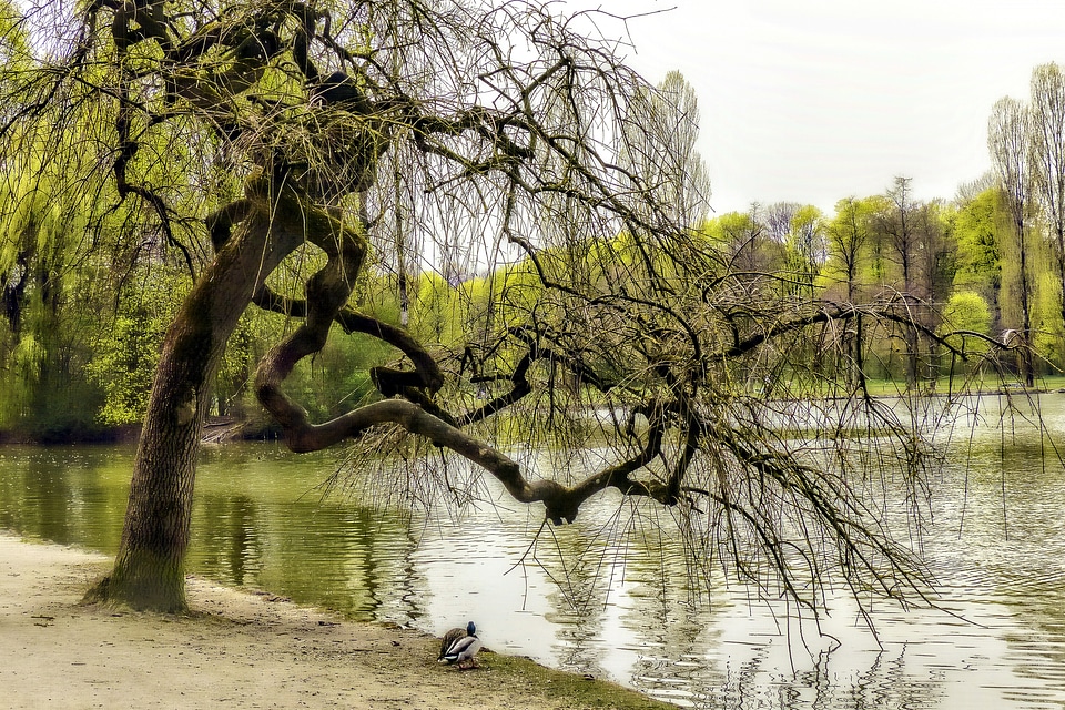 Bavaria mystic pond