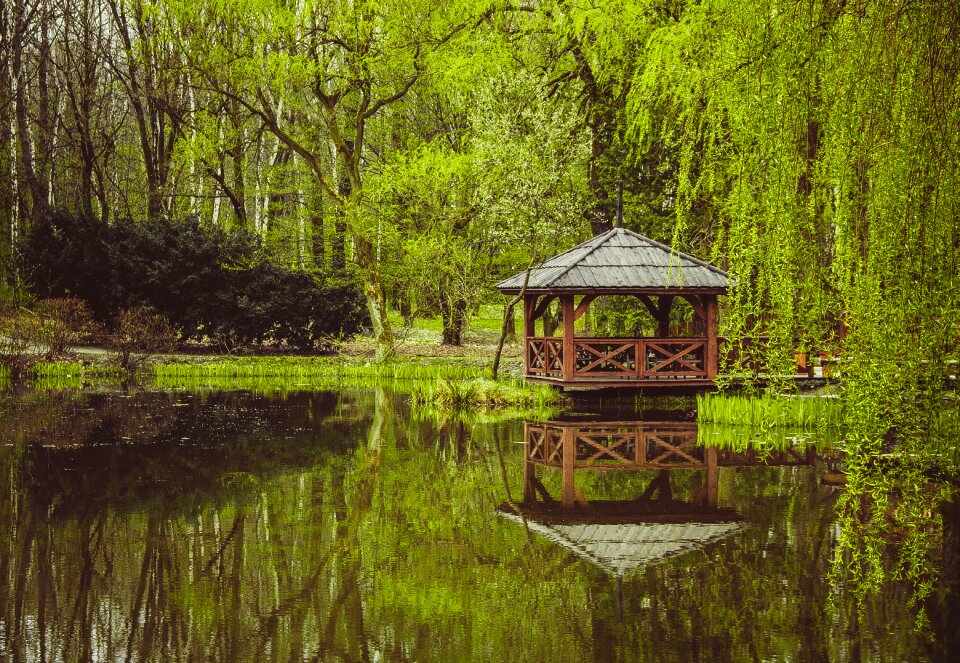 Free stock photo of green, nature, tree