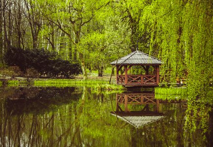 Free stock photo of green, nature, tree photo