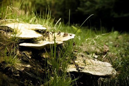 Free stock photo from Tookapic