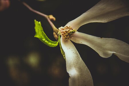 Free stock photo of flower, nature, white